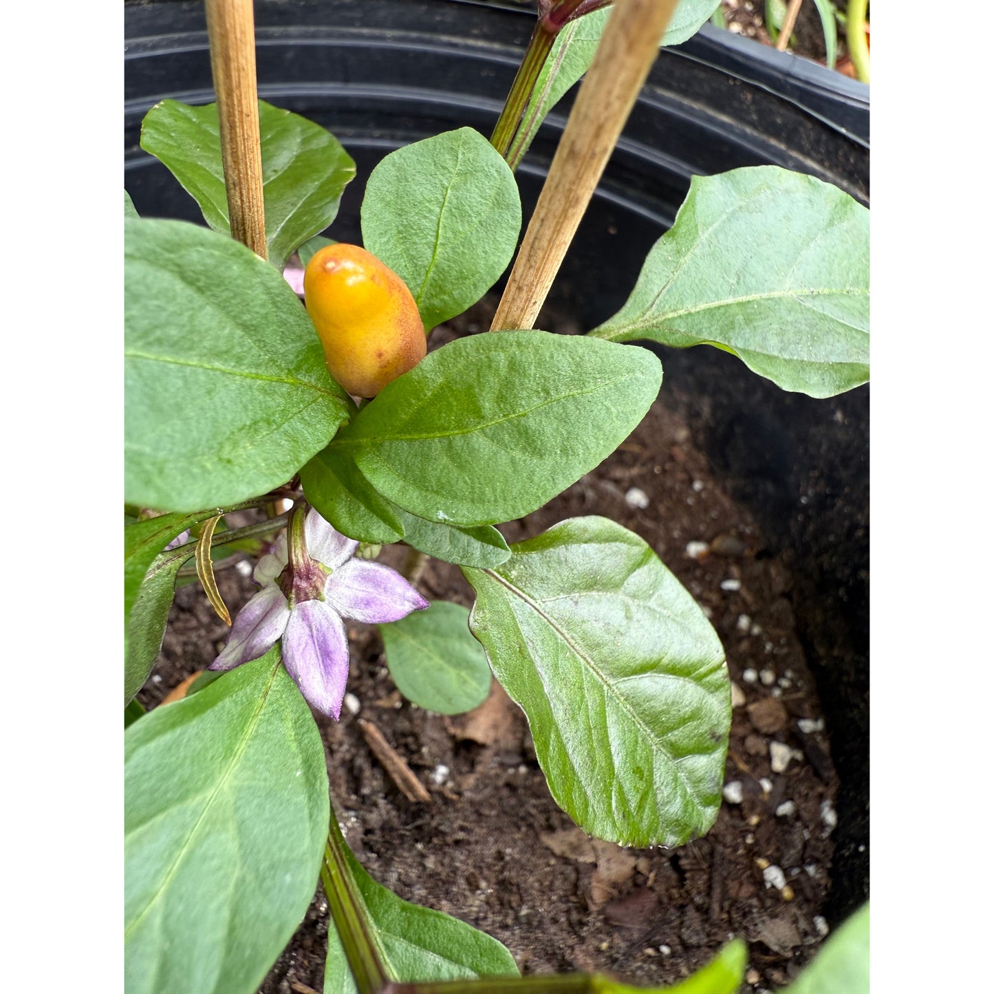 Aurora Hot Pepper Seeds
