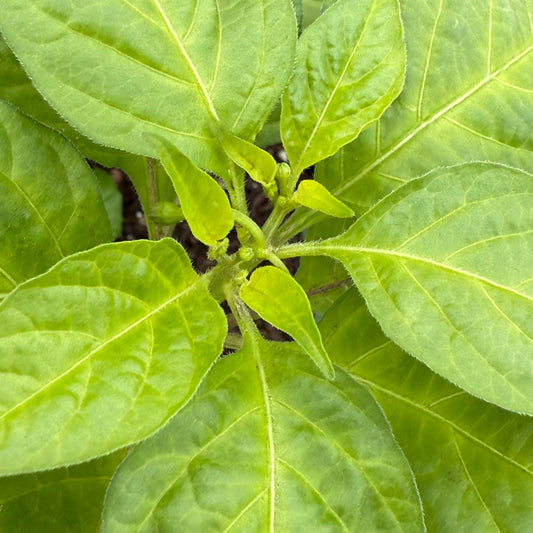 Piment Jolokia - PJ Dark Fire - Hot Pepper Seeds