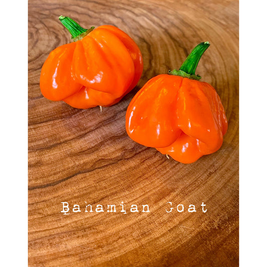 Bahama Goat - Hot Pepper Seeds