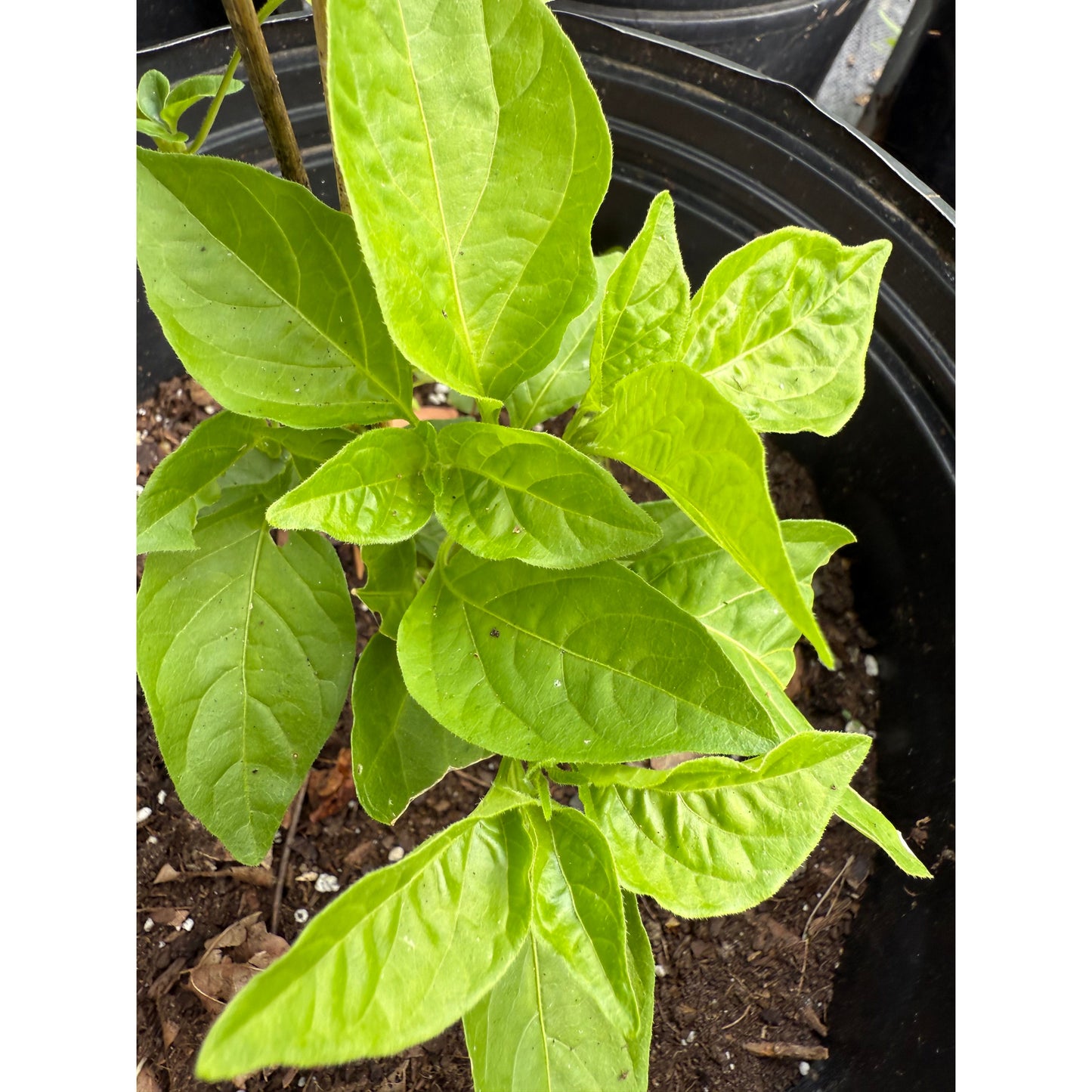 Balloon  Hot Pepper Seeds