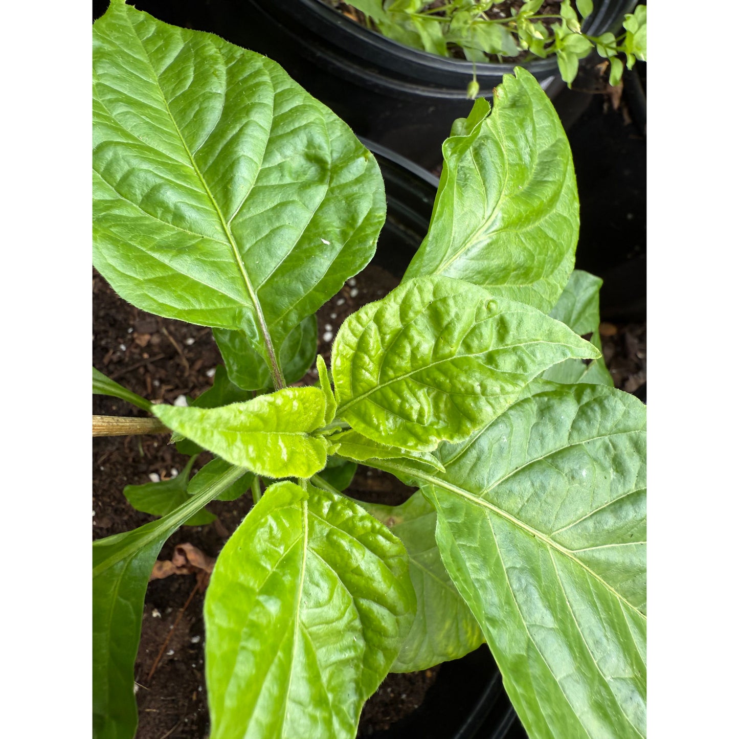 Balrog Hot Pepper Seeds