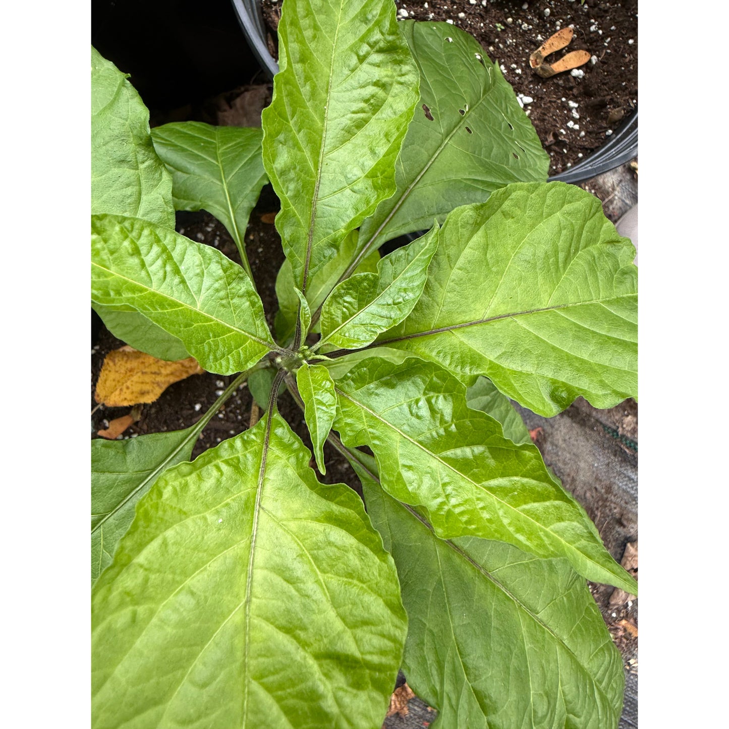 Banestrain Red - Hot Pepper Seeds