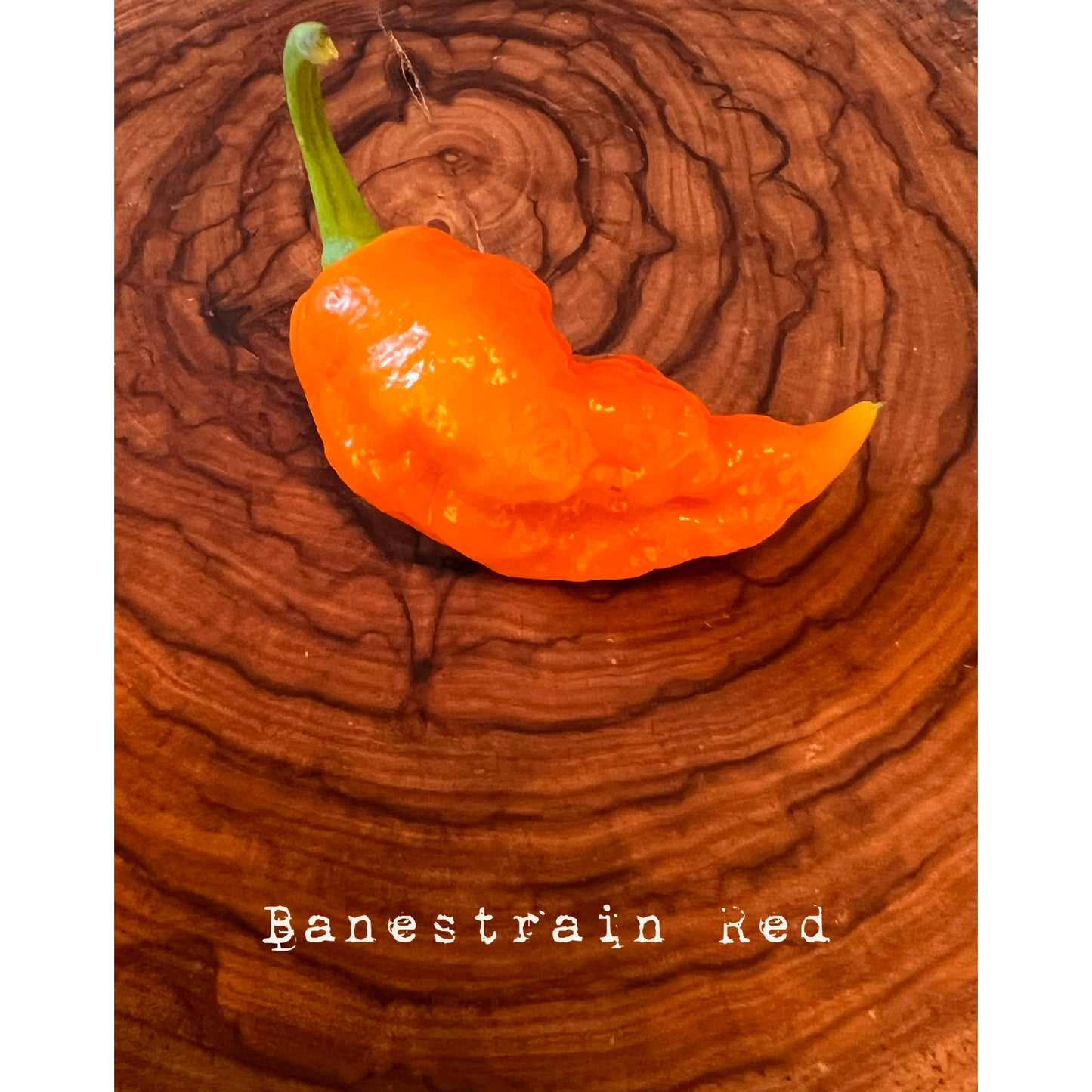 Banestrain Red - Hot Pepper Seeds