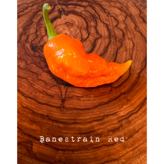 Banestrain Red - Hot Pepper Seeds