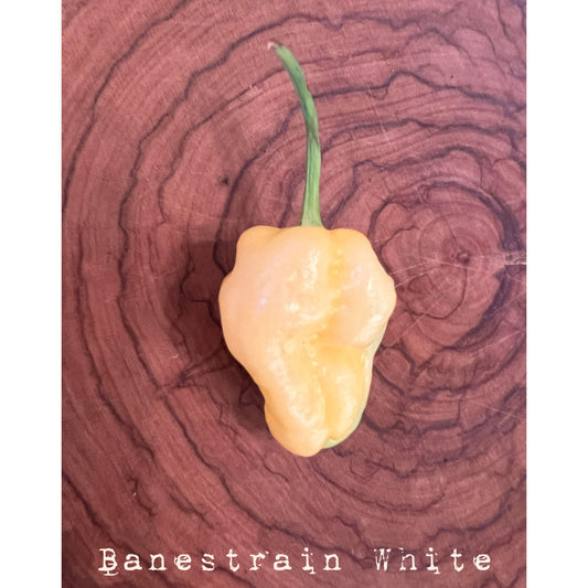 Banestrain White - Hot Pepper Seeds