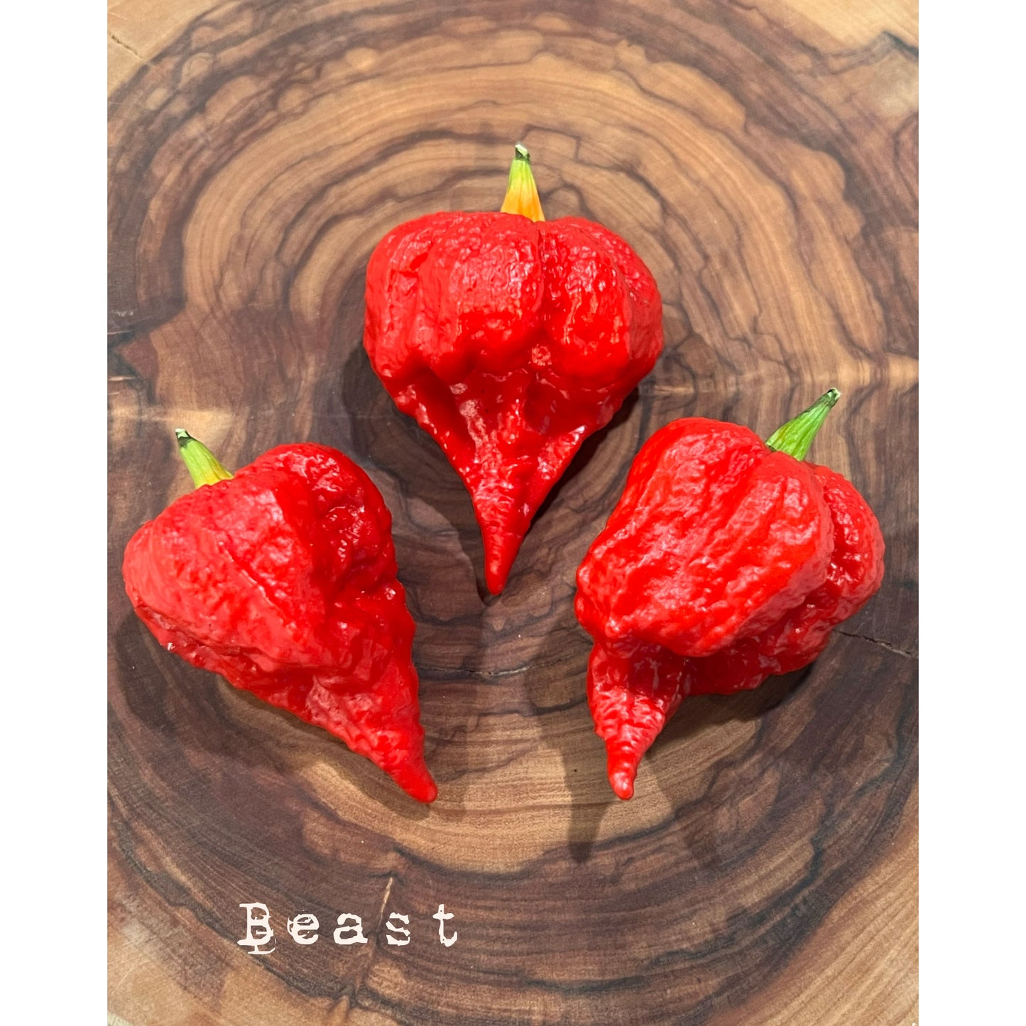Beast - Hot Pepper Seeds