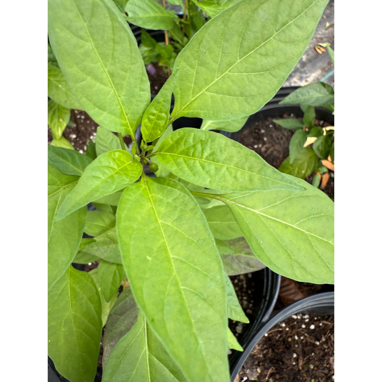 Graines de piment fort Bellengrath Gardens Purple