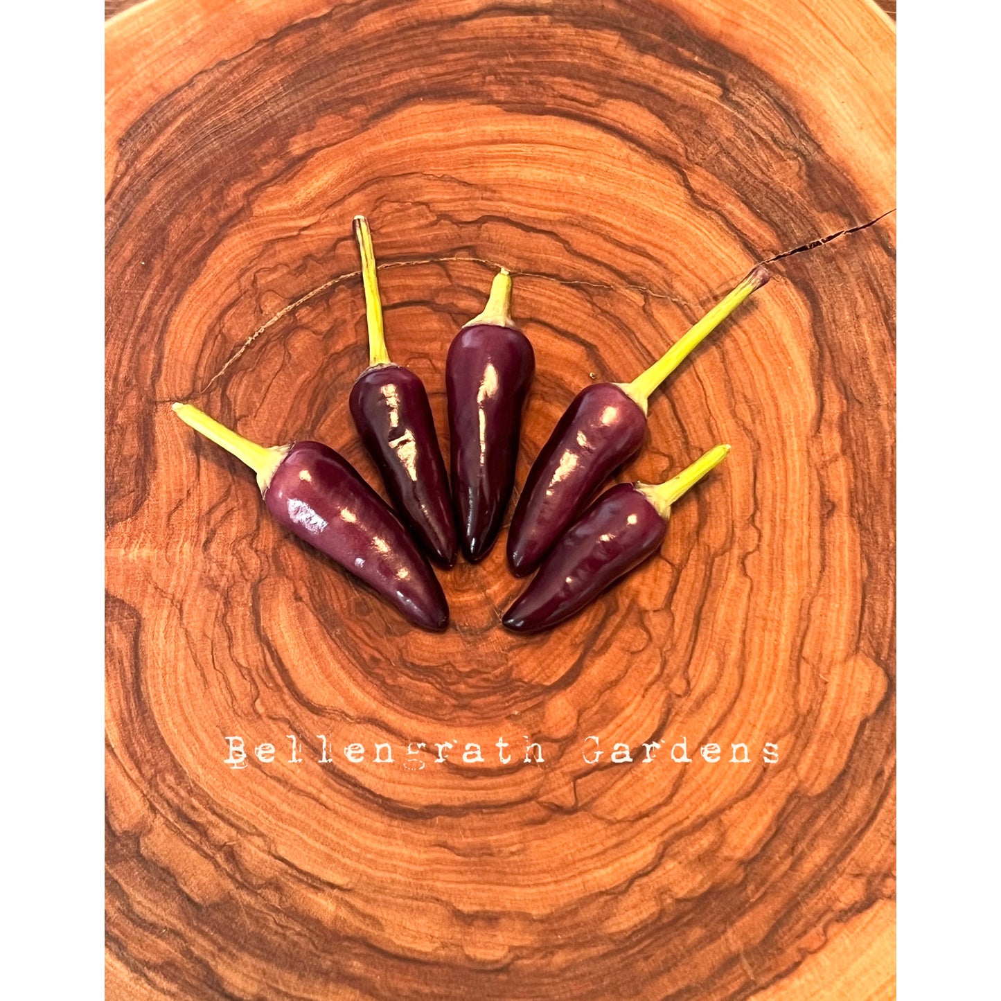 Bellengrath Gardens Purple - Hot Pepper Seeds