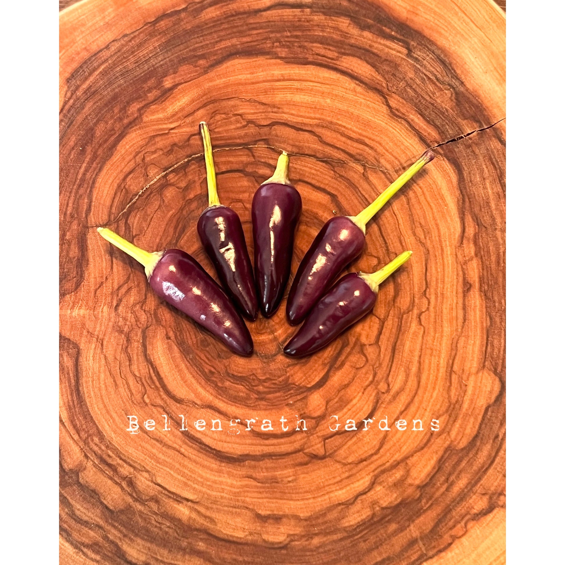 Bellengrath Gardens Purple - Hot Pepper Seeds