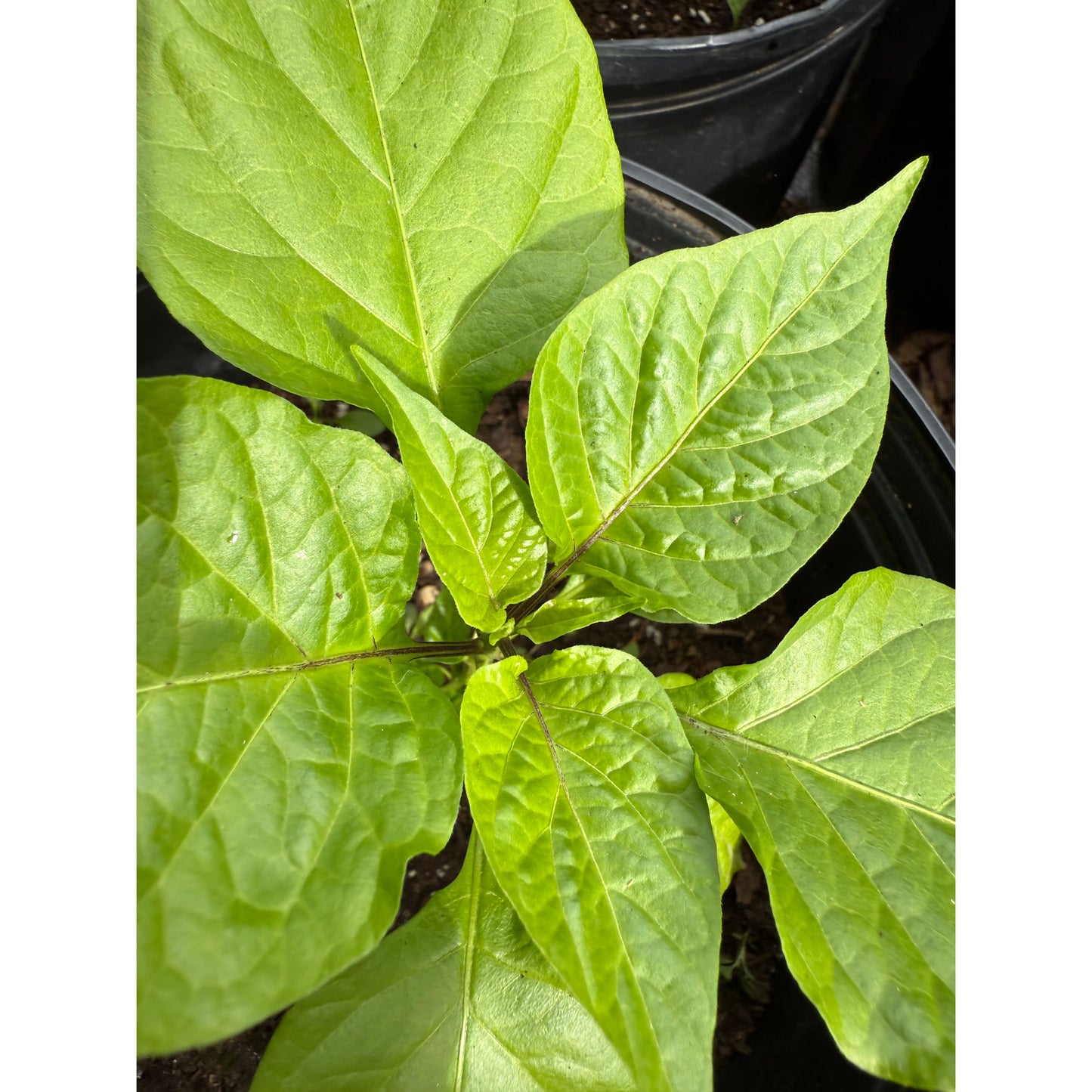 Bhut Jami - Chocolate Hot Pepper Seeds