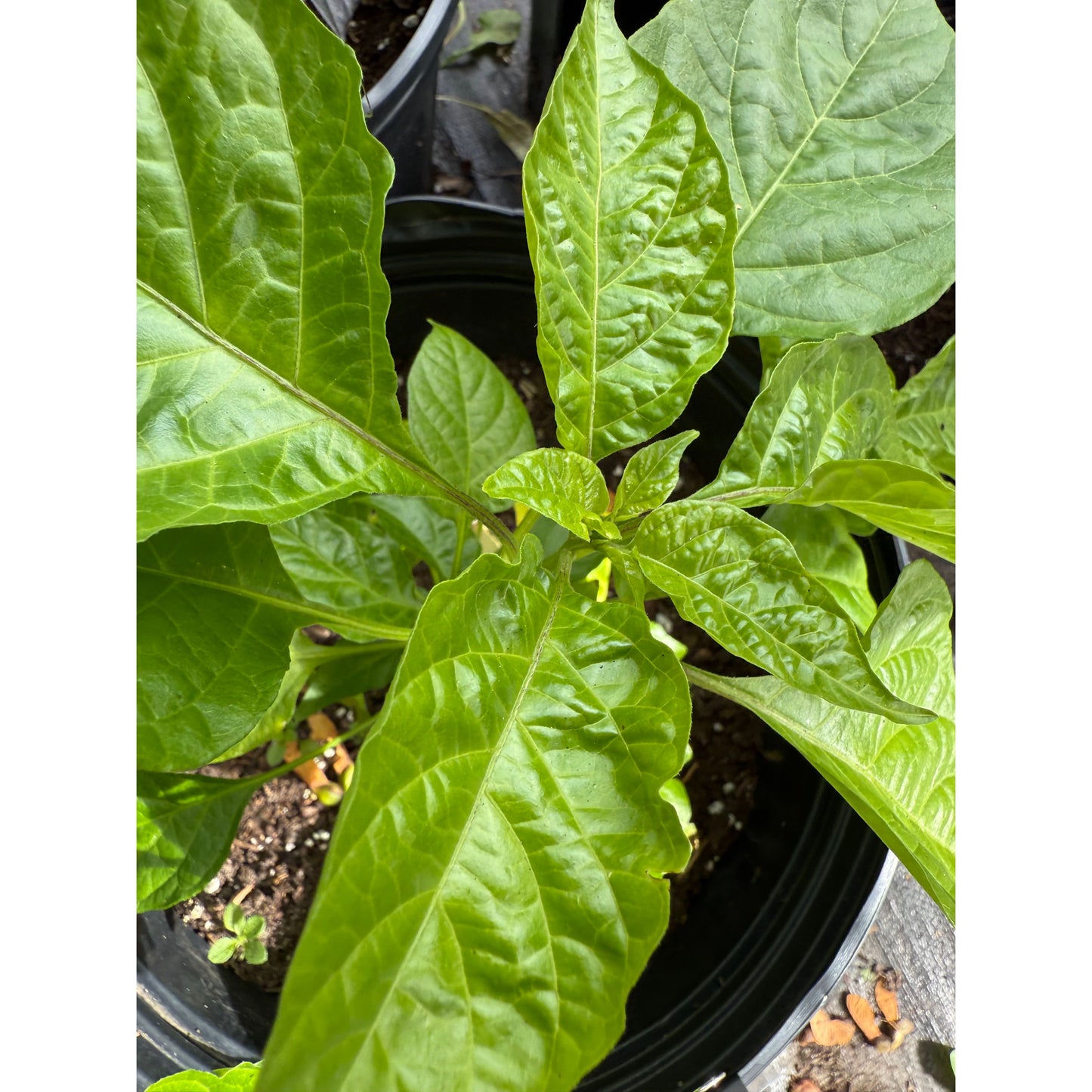 Bhut Jami - Orange Hot Pepper Seeds
