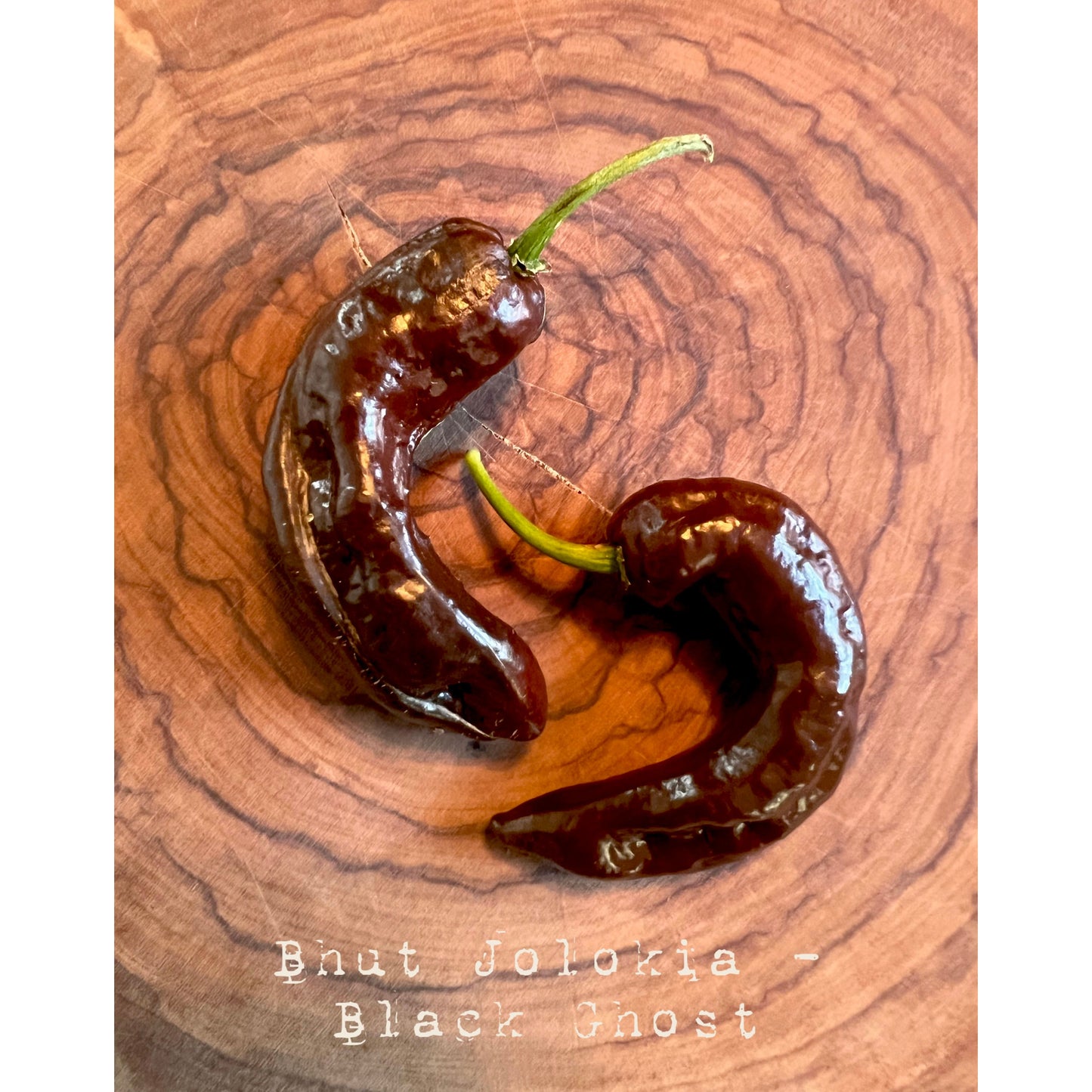 Bhut Jolokia Black - Black Ghost - Hot Pepper Seeds