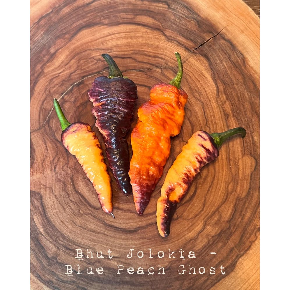 Bhut Jolokia Blue Peach - Blue Peach Ghost - Hot Pepper Seeds