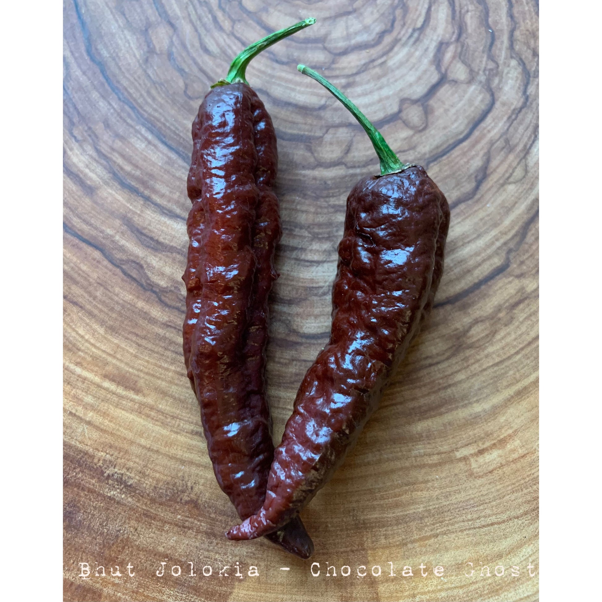 Bhut Jolokia Chocolate - Chocolate Ghost - Hot Pepper Seeds