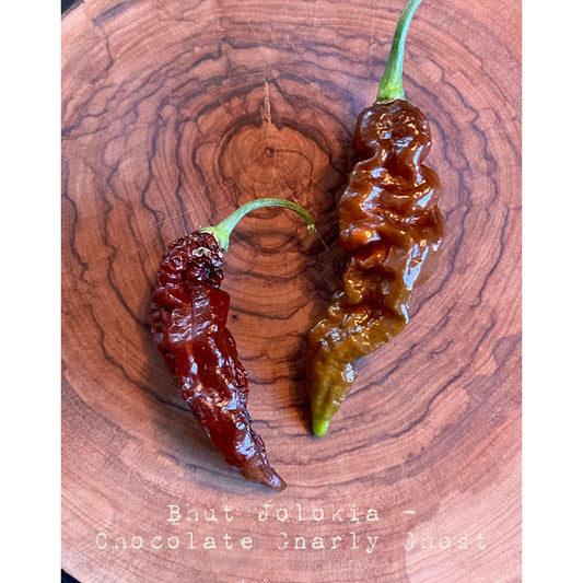 Bhut Jolokia Chocolate Gnarly - Chocolate Gnarly Ghost - Hot Pepper Seeds