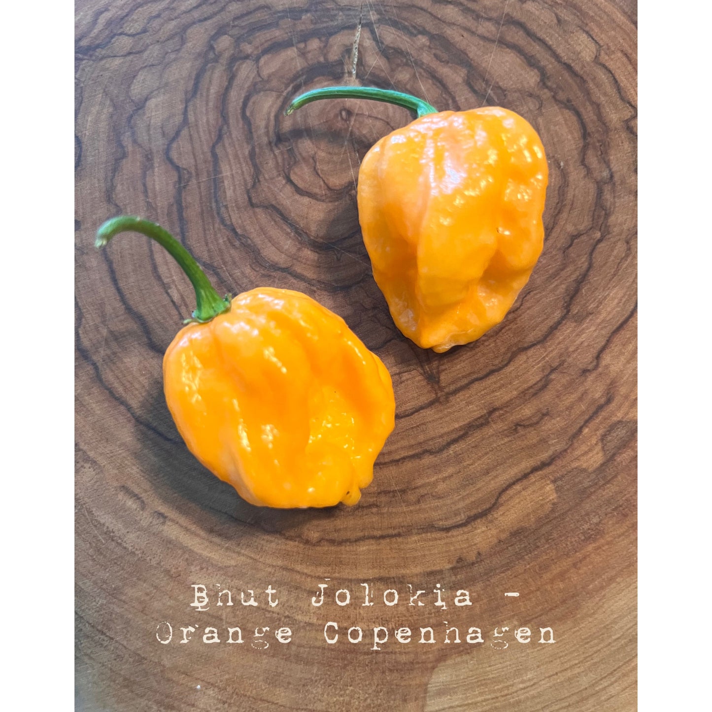 Bhut Jolokia Orange Copenhagen - Orange Copenhagen Ghost - Hot Pepper Seeds