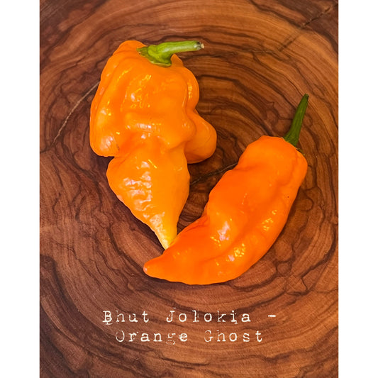 Bhut Jolokia Orange - Orange Ghost - Hot Pepper Seeds