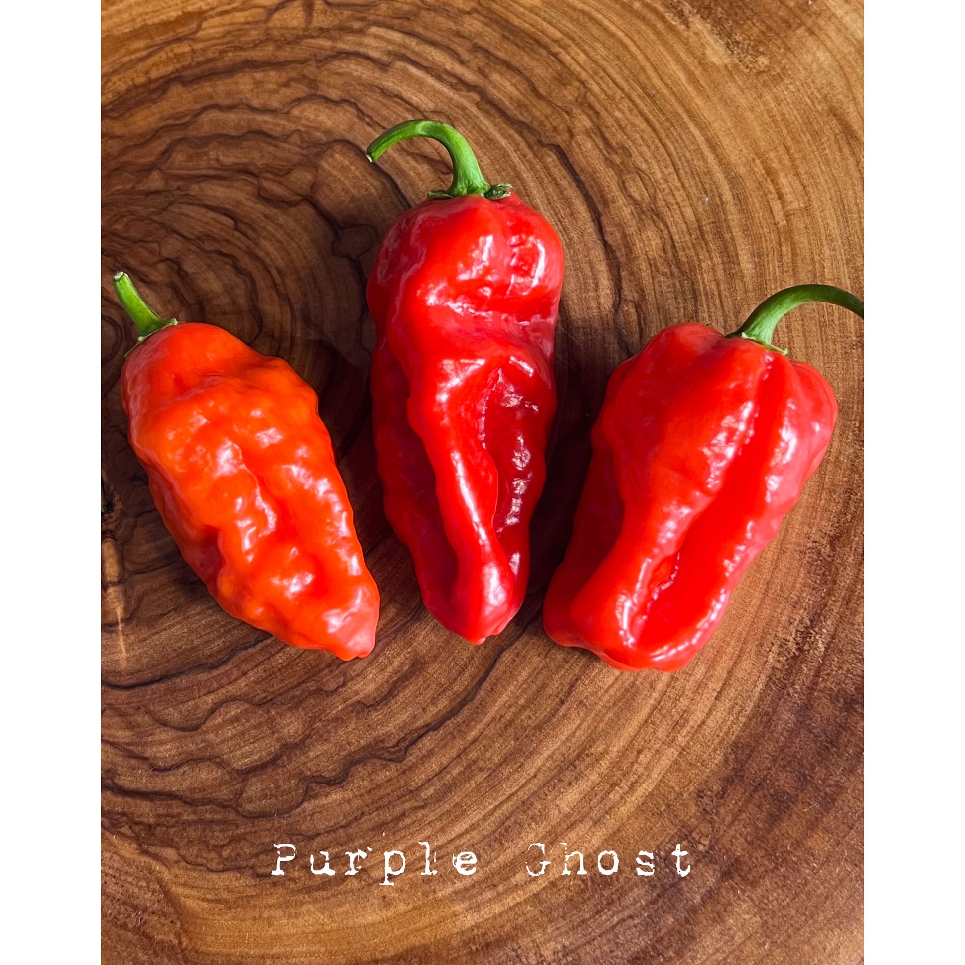 Bhut Jolokia Purple - Purple Ghost - Hot Pepper Seeds
