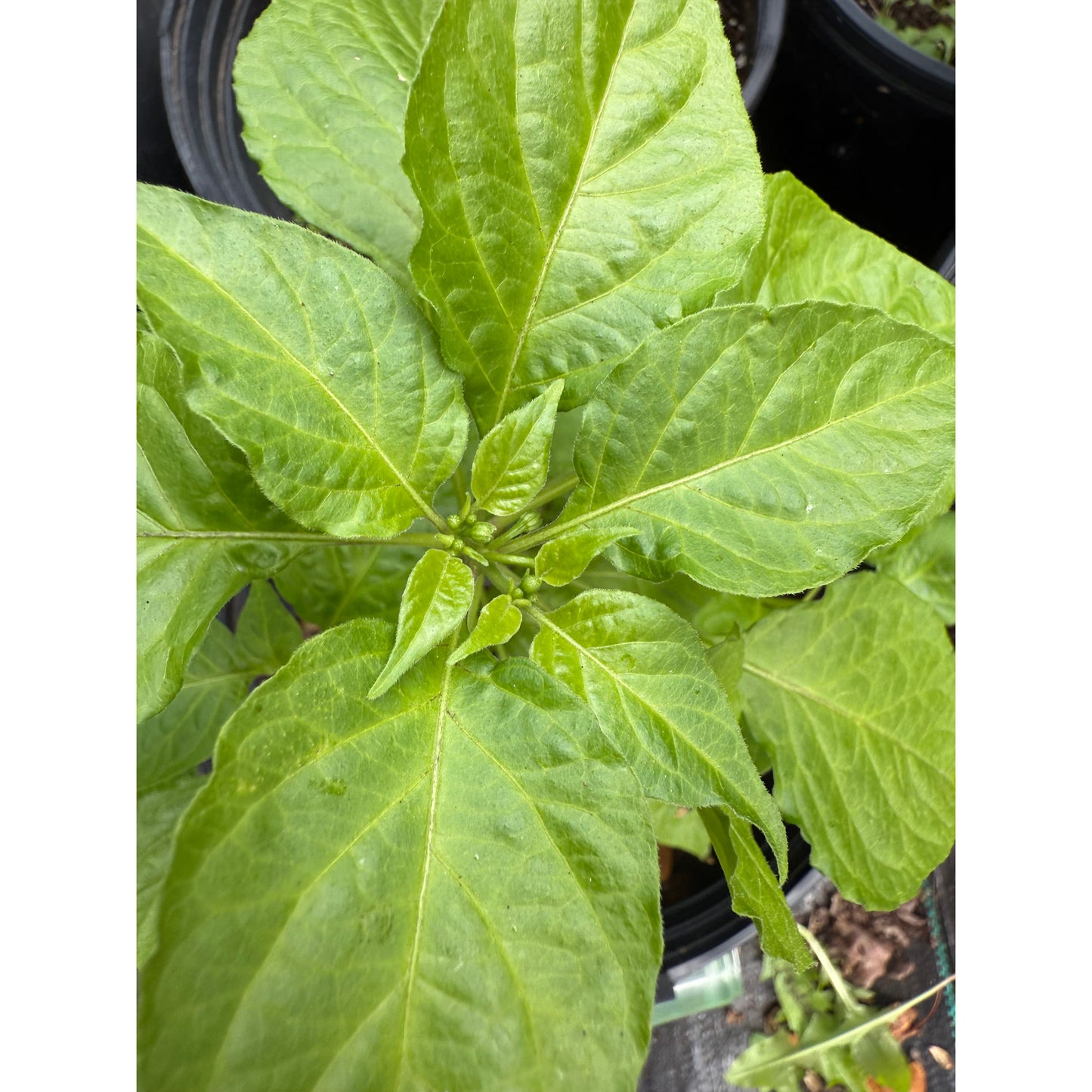 Bhut Jolokia - Black Ghost - Hot Pepper Seeds