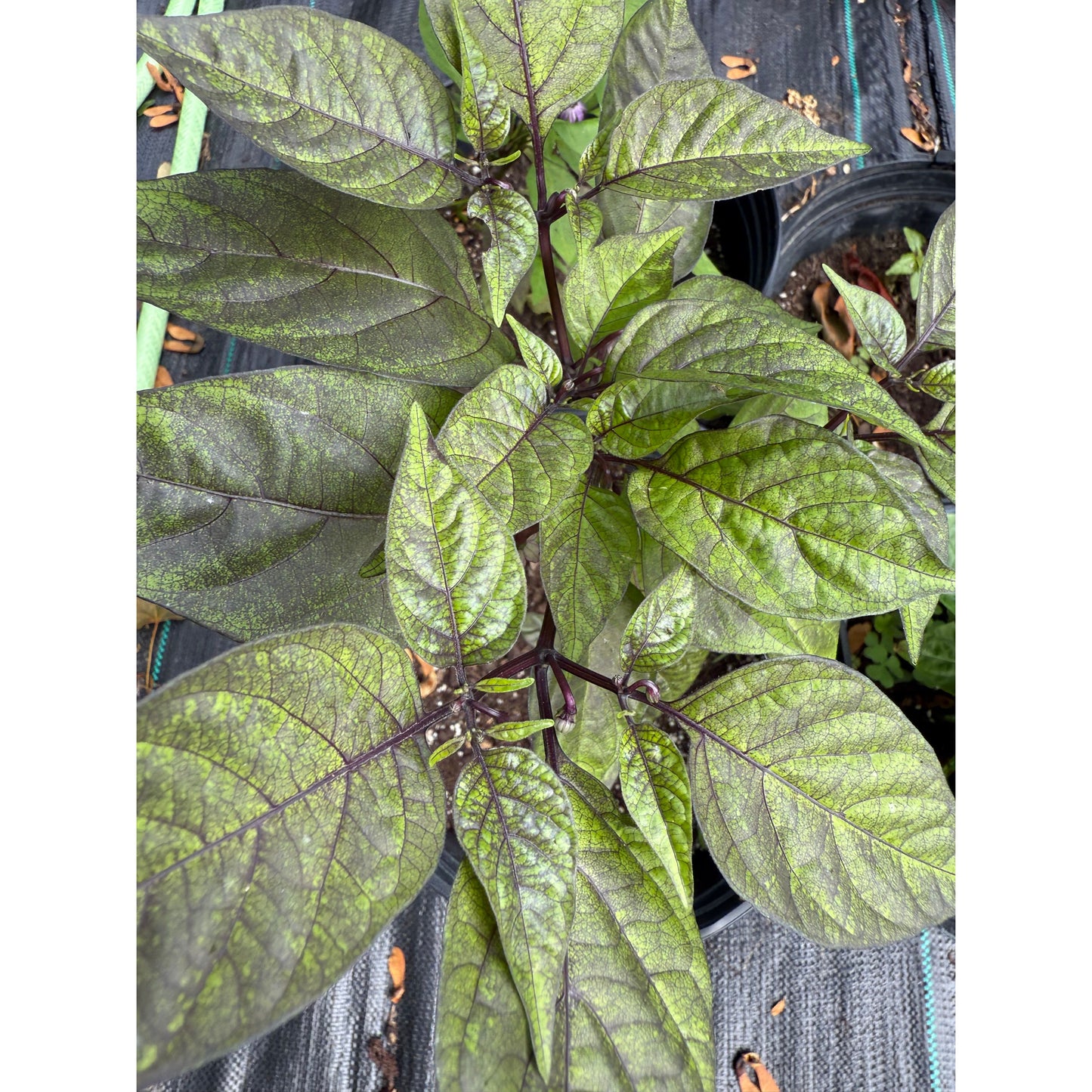 Bhut Jolokia - Blood Ghost - Hot Pepper Seeds