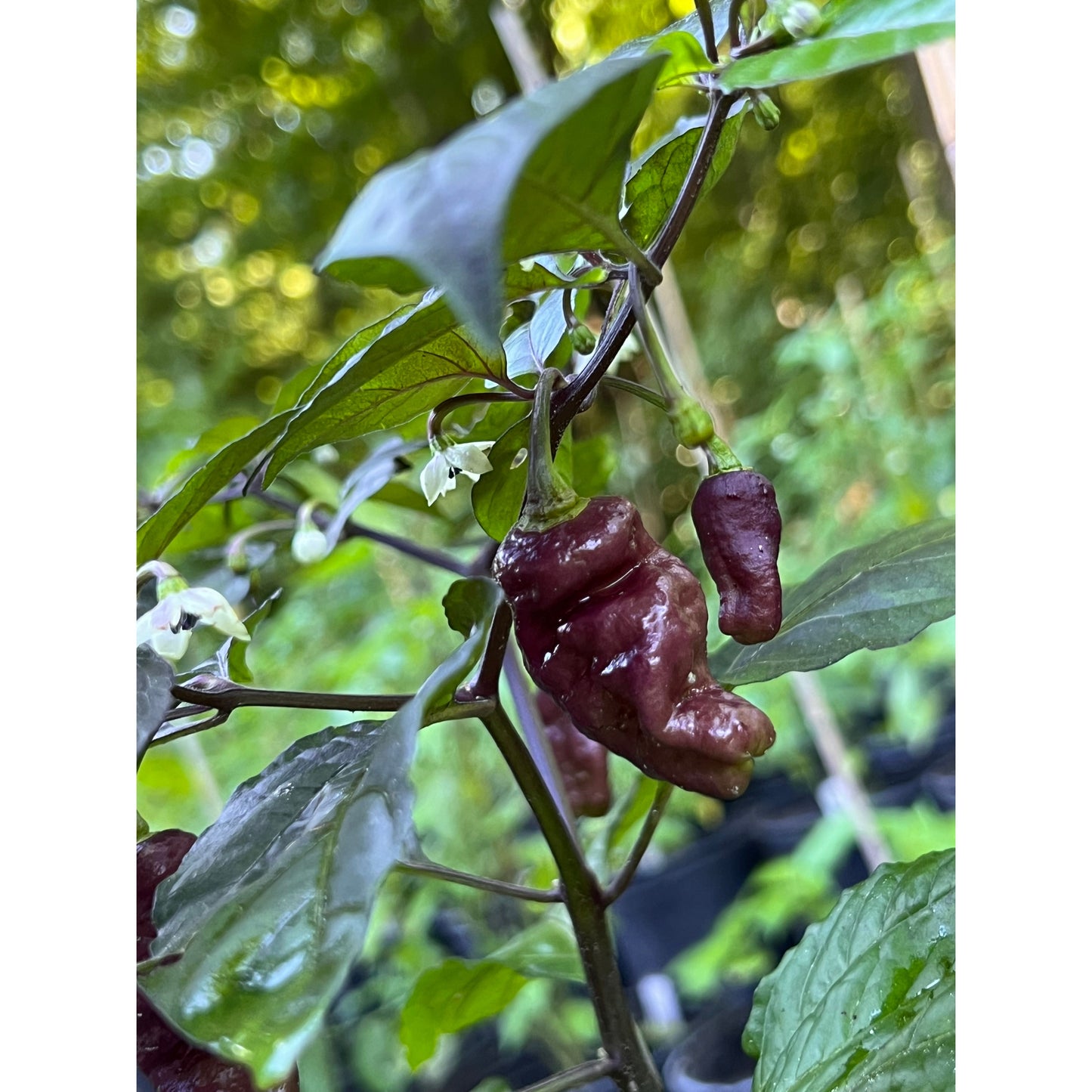 Bhut Jolokia - Blue Peach Ghost - Hot Pepper Seeds