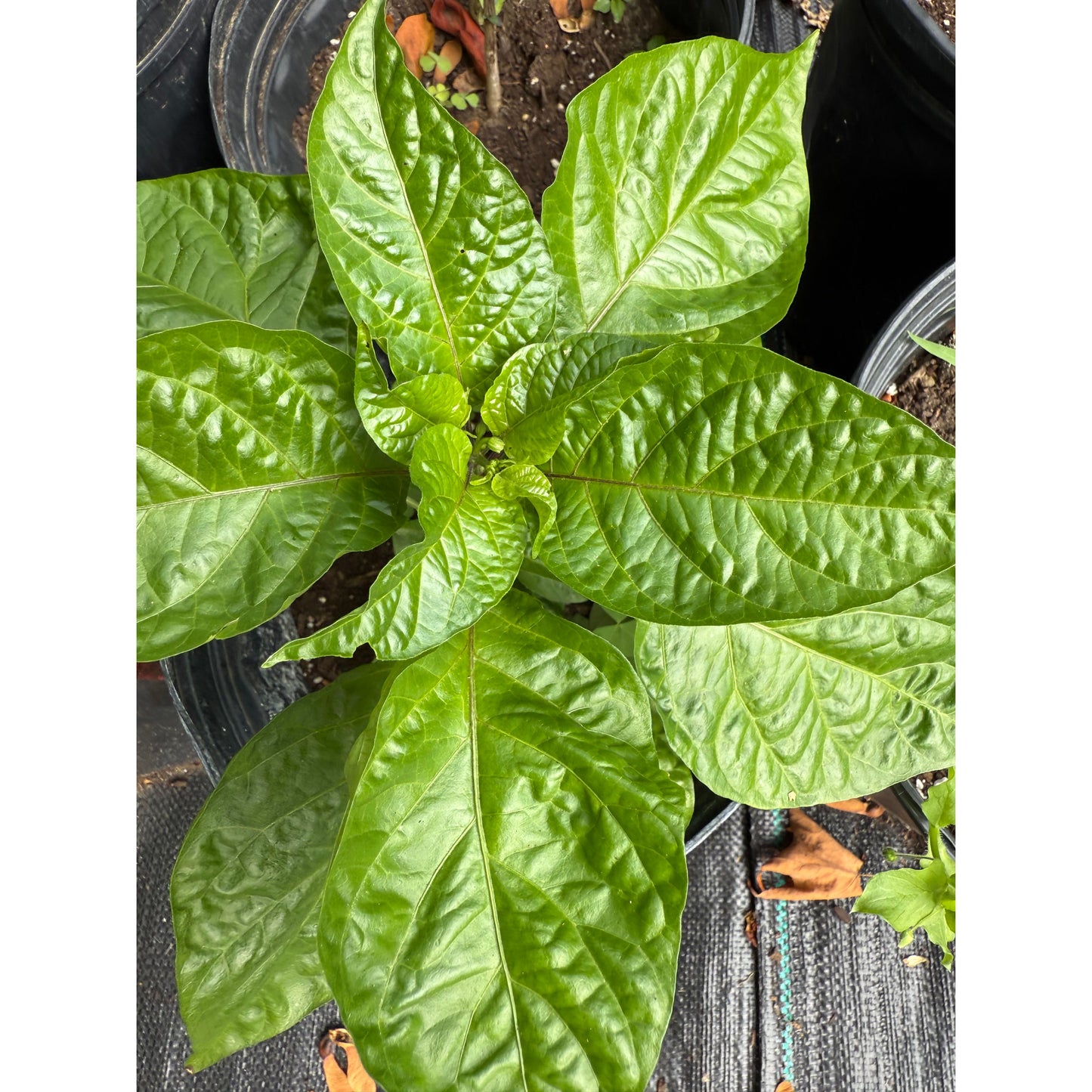 Bhut Jolokia - Chocolate Giant Ghost - Hot Pepper Seeds