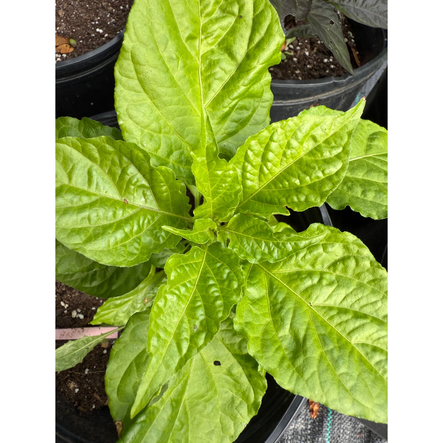 Bhut Jolokia - Chocolate Gnarly Ghost - Hot Pepper Seeds