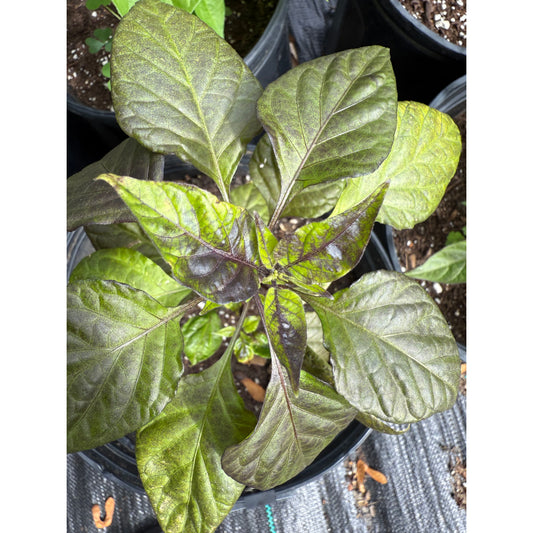 Bhut Jolokia - Fox Purple Gnarly Ruby Ghost - Hot Pepper Seeds