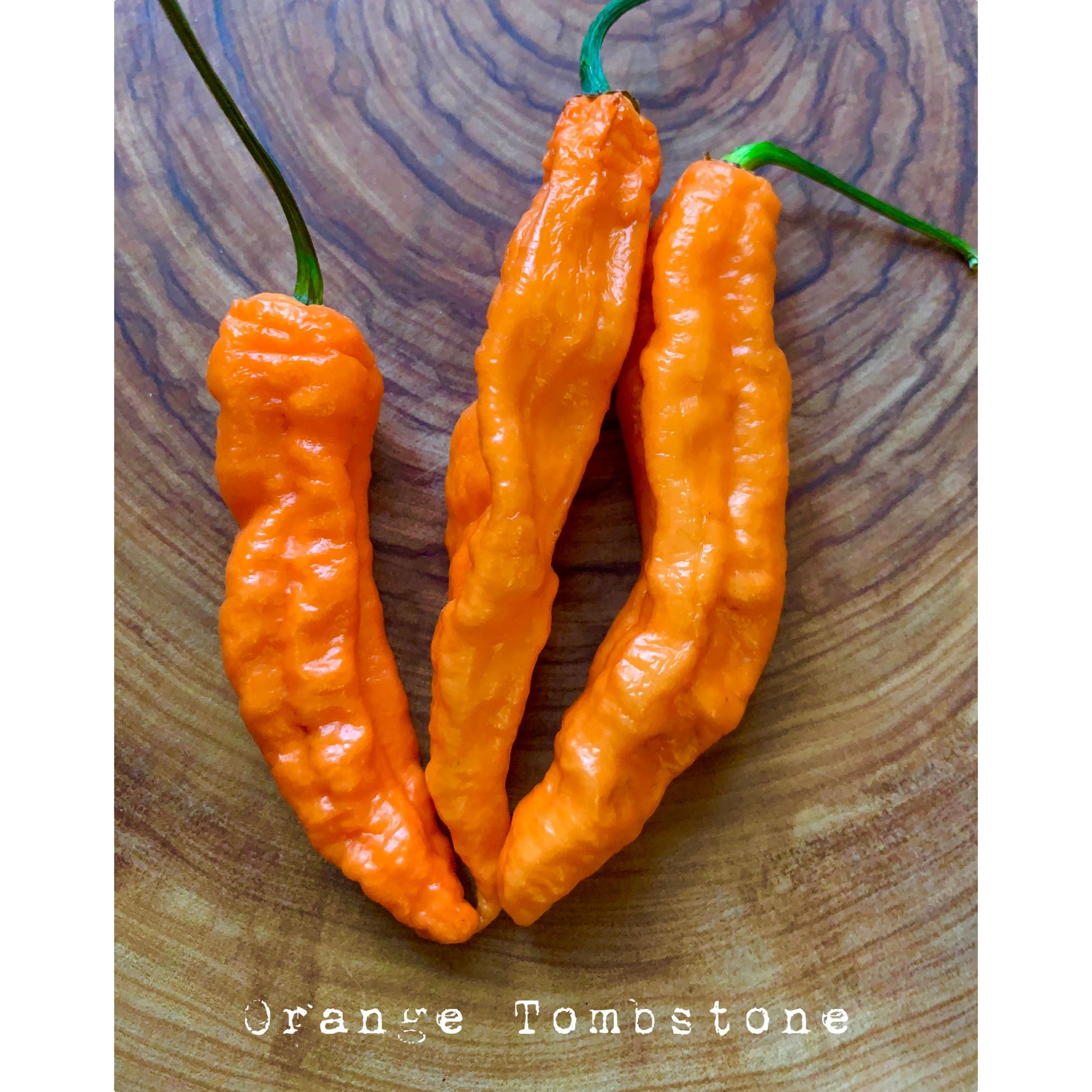 Bhut Jolokia Tombstone Orange - Tombstone Orange Ghost - Hot Pepper Seeds
