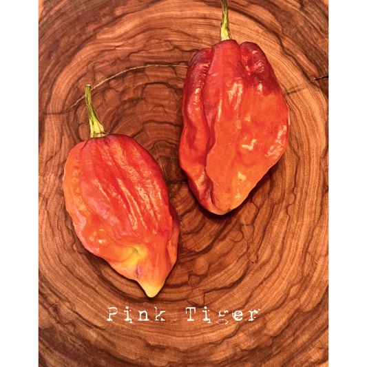 Bhut Jolokia Pink Tiger  X Peach - Pink Tiger X Peach Ghost - Hot Pepper Seeds