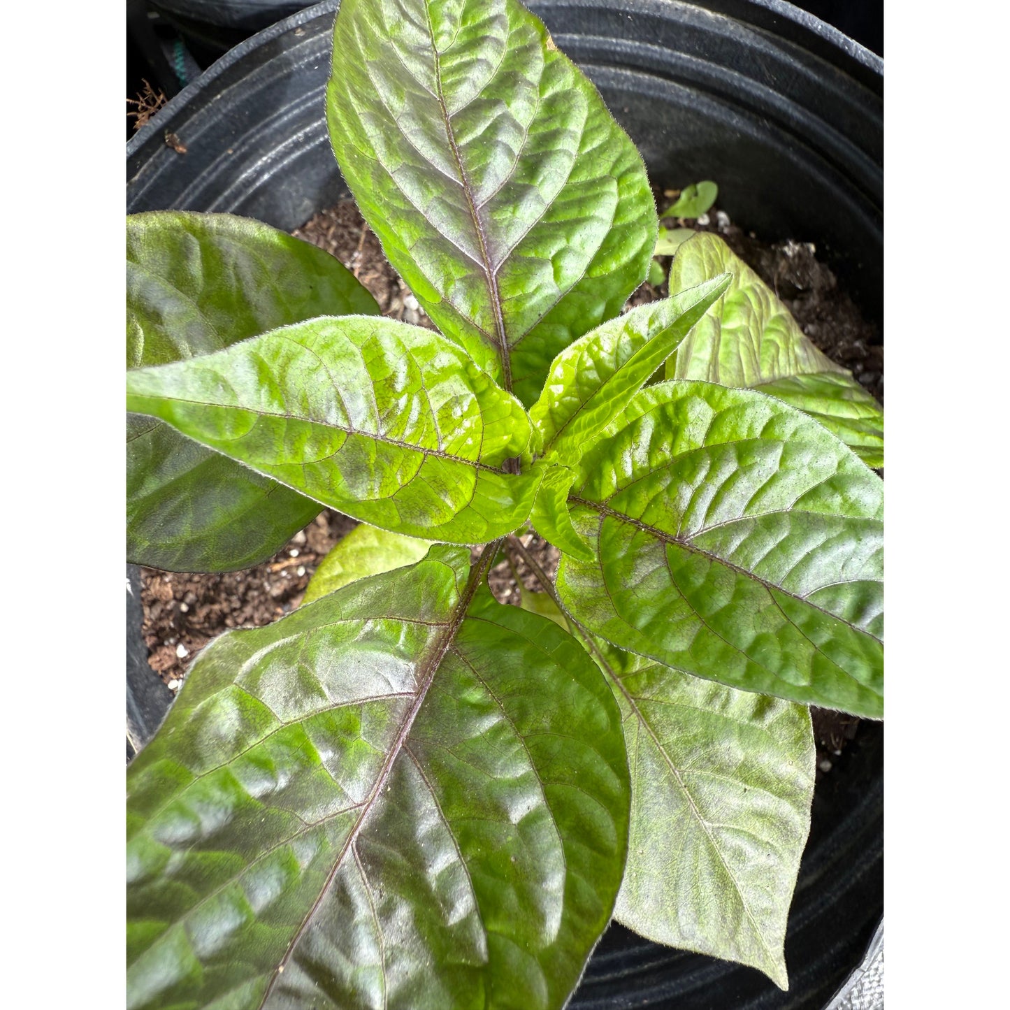 Bhut Jolokia - Pink Tiger X Peach Ghost - Hot Pepper Seeds