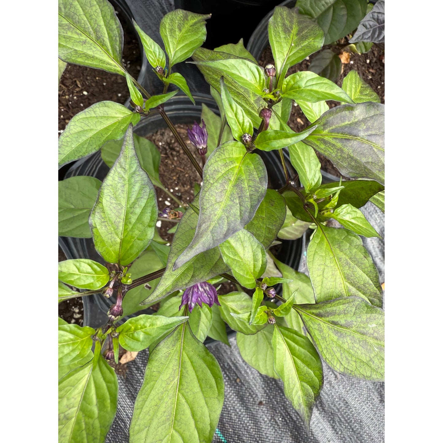 Bhut Jolokia - Purple Pumpkin Ghost - Hot Pepper Seeds