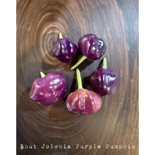 Bhut Jolokia - Purple Pumpkin Ghost - Hot Pepper Seeds