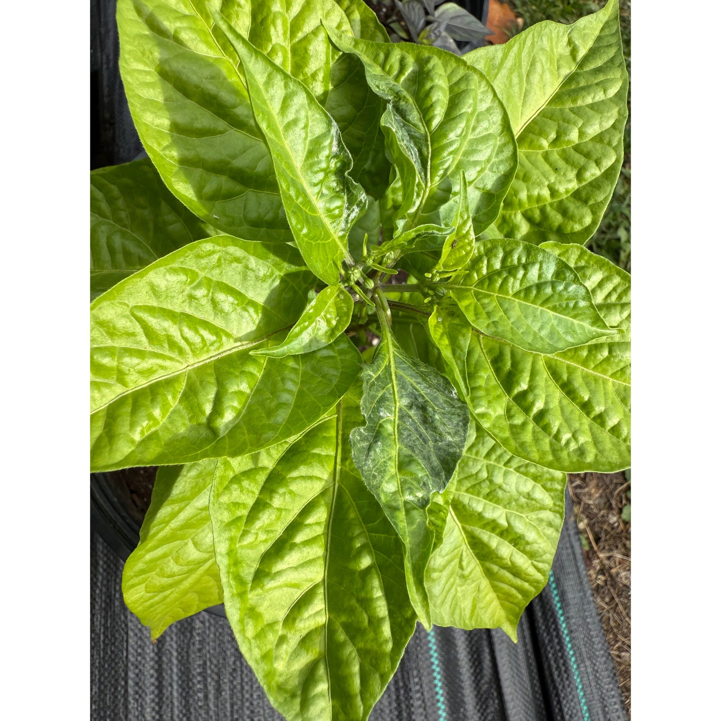 Bhutlah Brown Hot Pepper Seeds