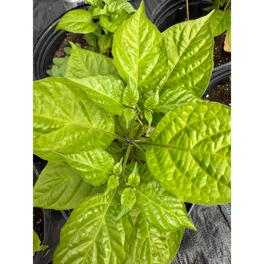 Bhutlah - Mustard Orange Hot Pepper Seeds