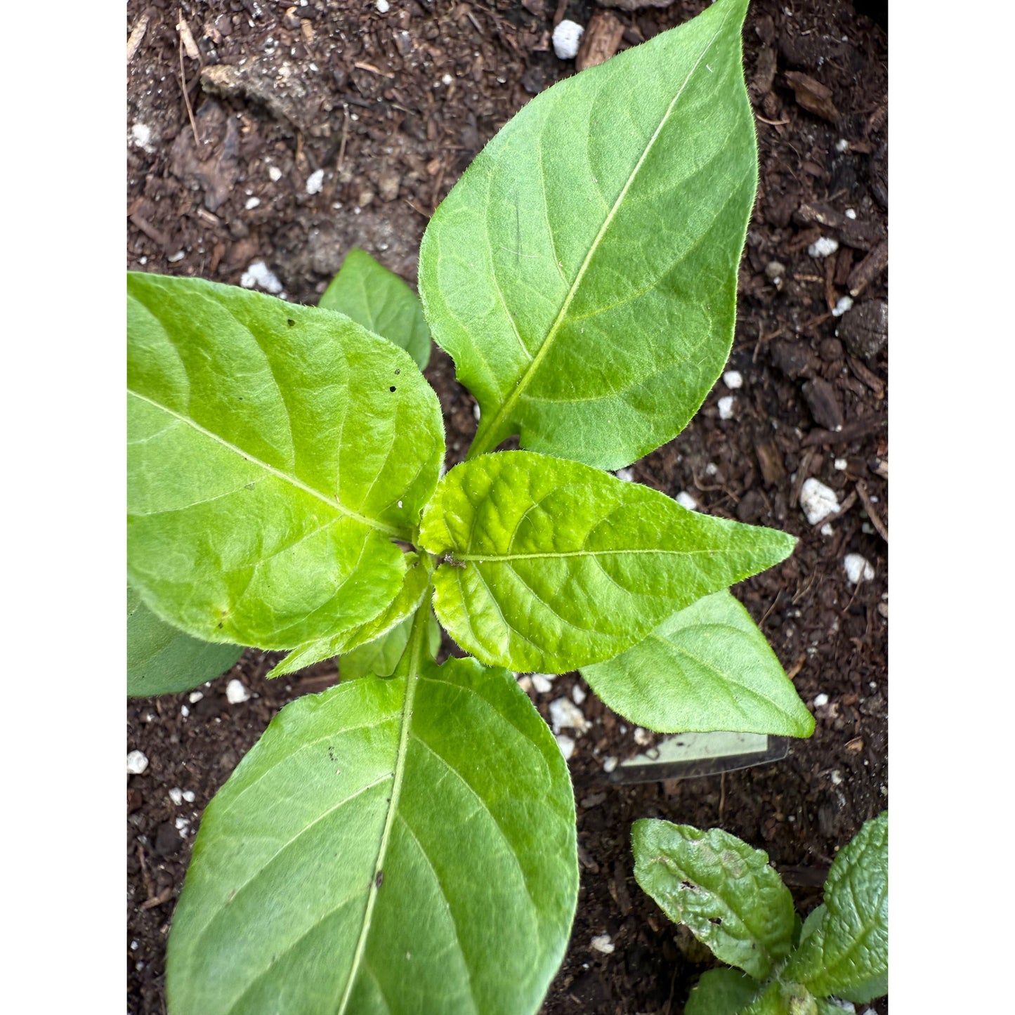 Bhutlah - Orange Hot Pepper Seeds