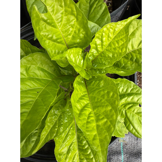 Bhutlah - Caramel Short Hot Pepper Seeds