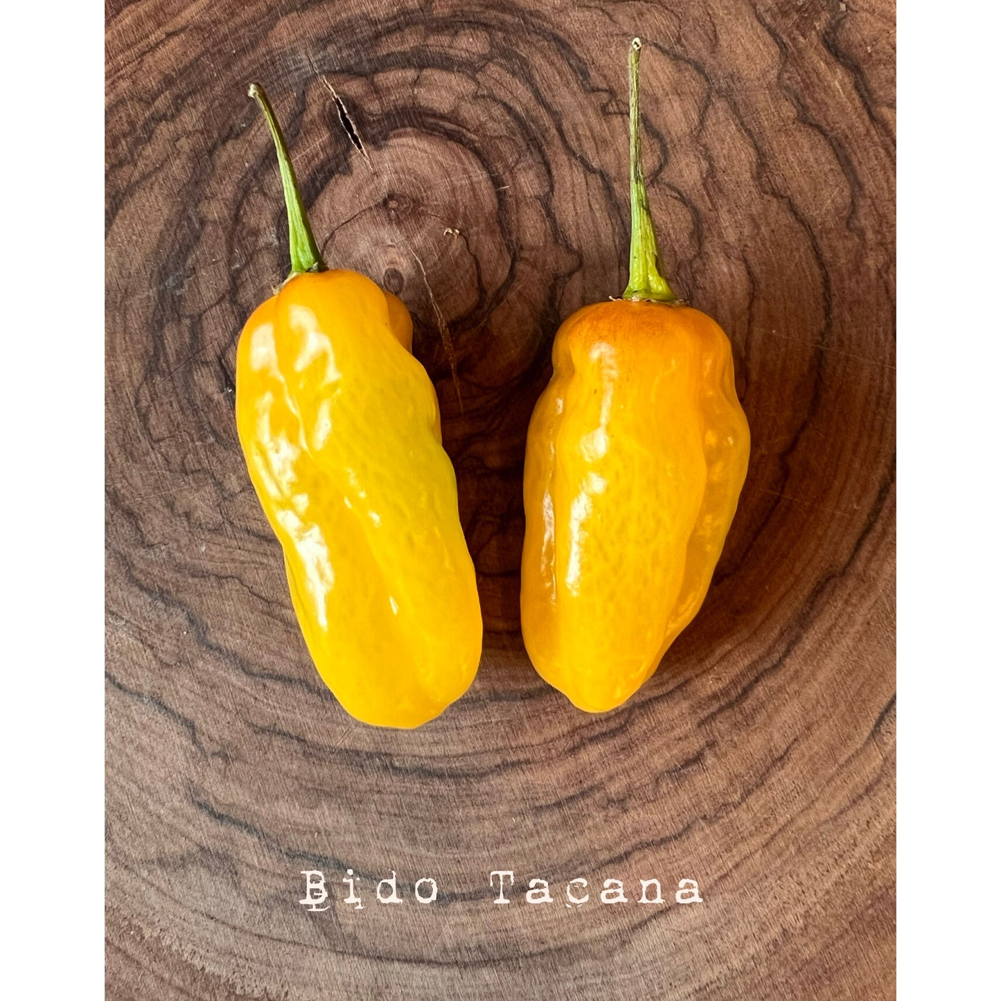 Bido Tacana - Hot Pepper Seeds