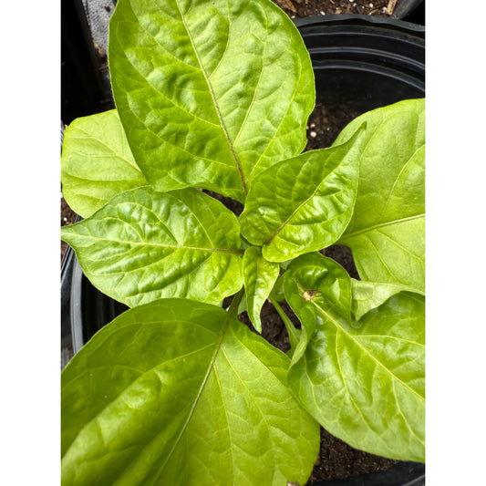 Big Black Mama XL - Hot Pepper Seeds