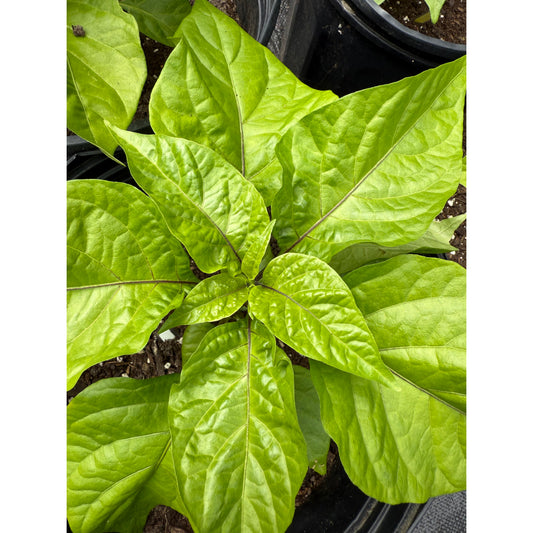 Big Mama - Peach Hot Pepper Seeds