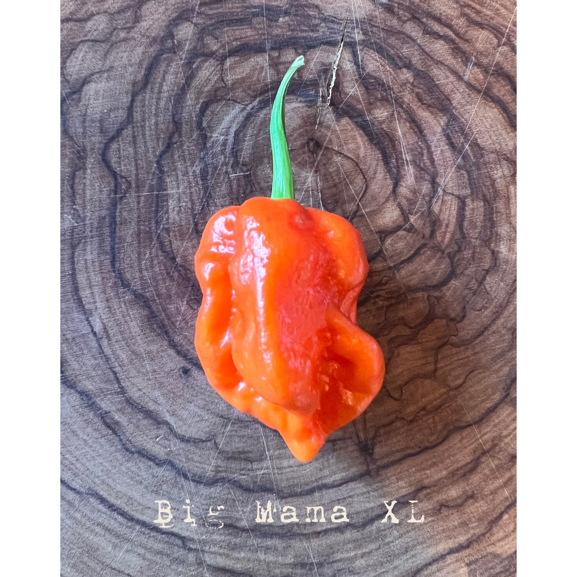 Big Mama Red - Hot Pepper Seeds