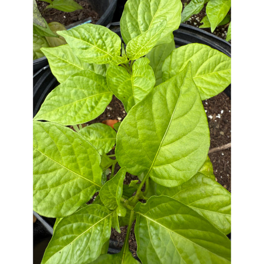 Big Mama - Mustard Hot Pepper Seeds