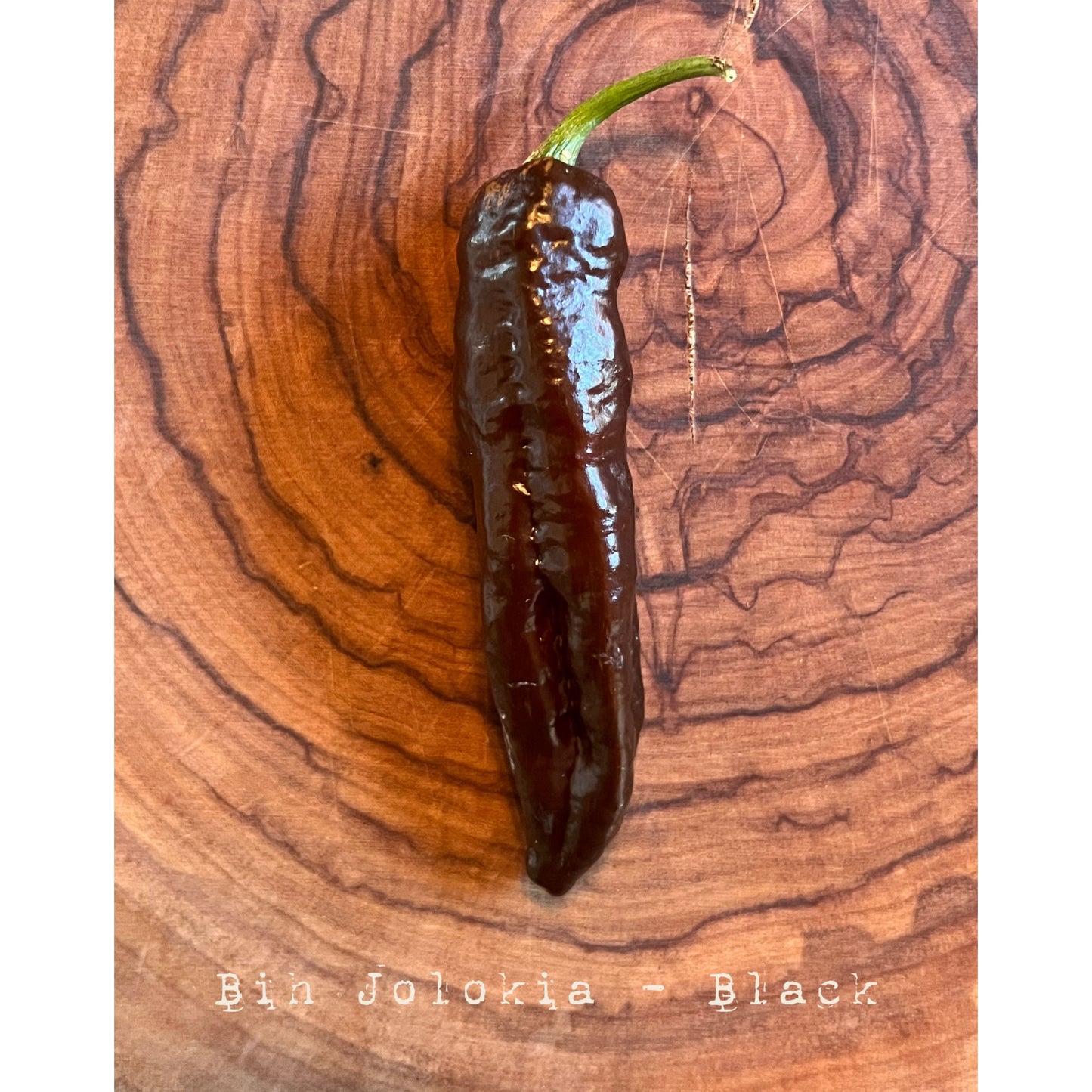 Bih Jolokia - Black - Hot Pepper Seeds