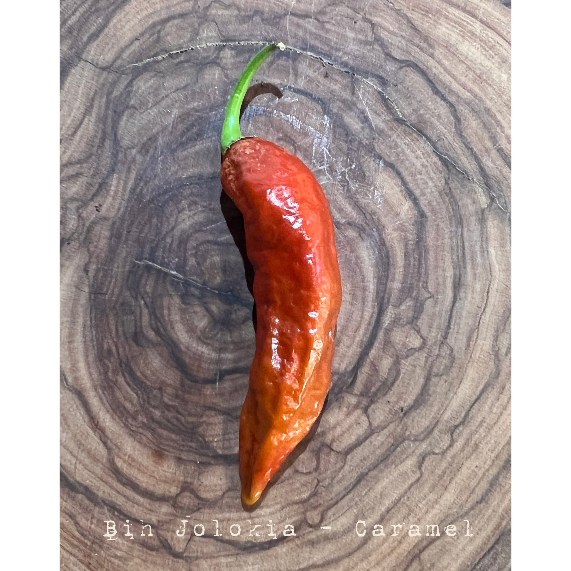 Bih Jolokia - Caramel - Hot Pepper Seeds