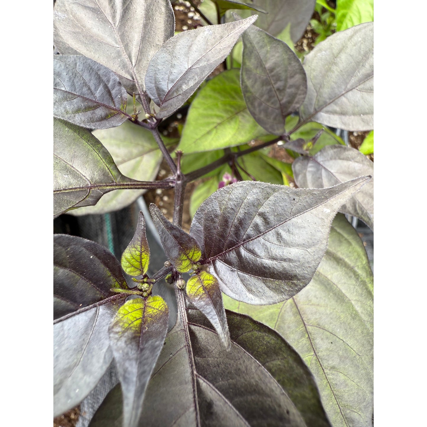 Biquinho - Purple Hot Pepper Seeds