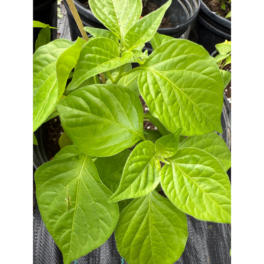 Bishops Crown / Mad Hatter - Golden Hot Pepper Seeds