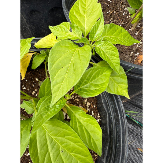 Bishops Crown / Mad Hatter - Cream Hot Pepper Seeds