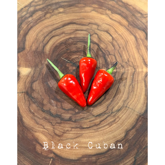 Black Cuban - Hot Pepper Seeds