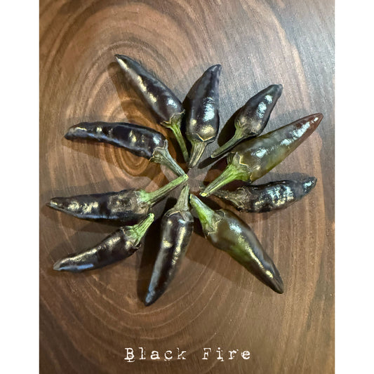 Black Fire Hot Pepper Seeds