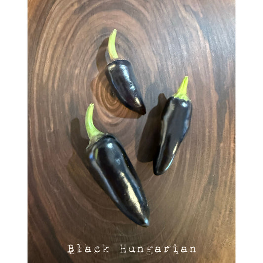 Black Hungarian - Hot Pepper Seeds